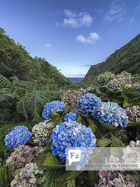 Hydrangea flowers on Flores island  Azores islands  Portugal  Atlantic Ocean  Europe
