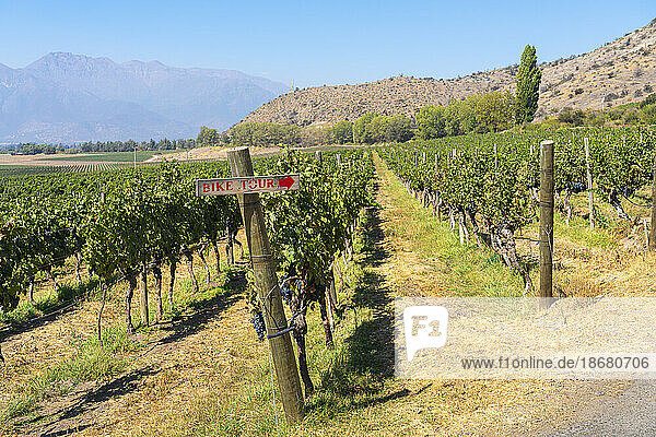 Vineyards with The Andes mountains on horizon  Haras de Pirque winery  Pirque  Maipo Valley  Cordillera Province  Santiago Metropolitan Region  Chile  South America