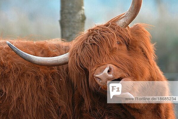 Lustige schottische Hochlandrind kuh mit braunem  langem und struppigem Fell und großen Hörnern  die die Zunge herausstrecken