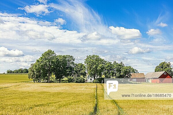 Bauernhof in einem Baumhain an einem Maisfeld auf dem Lande  Schweden  Europa