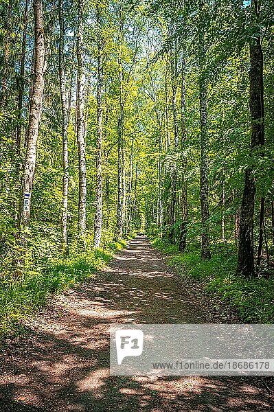 Forest path through a mixed forest in summer sunshine  Kleineutersdorf  Thuringia  Germany  Europe
