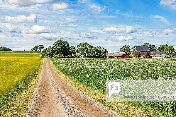 Schotterstraße auf dem Lande zu einem Bauernhof mit einem blühenden Kartoffelfeld  Schweden  Europa