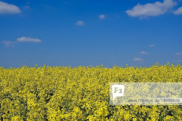 Raps (Brassica napus) Feld mit gelben Blüten und blauem Himmel  Nordrhein-Westfalen  Deutschland  Europa