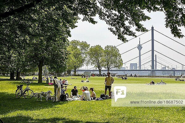 Picknick  Sonne  bestes Frühlingswetter  Junge Leute aus Düsseldorf im Rheinpark  Düsseldorf  Nordrhein-Westfalen  Deutschland  Europa
