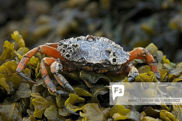 European shore crab (Carcinus maenas)  green crab  alien invasive species at low tide on seaweed