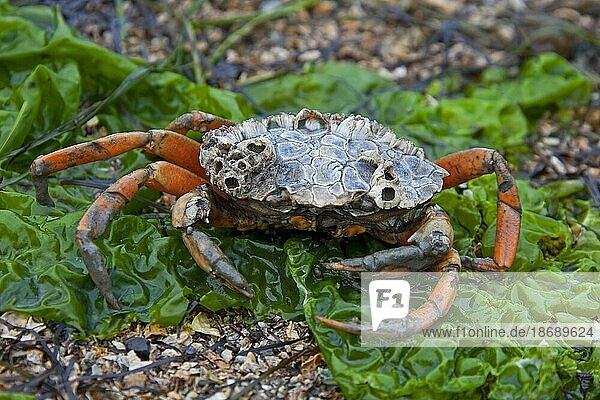 European shore crab (Carcinus maenas)  green crab  alien invasive species at low tide on seaweed