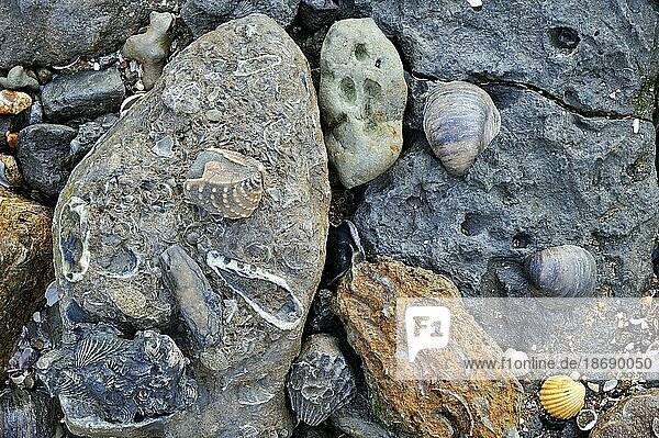 Fossile Muschelschalen aus der Kreide und Jurazeit am Strand von Vaches Noires zwischen Houlgate und Villers sur Mer  Normandie  Frankreich  Europa