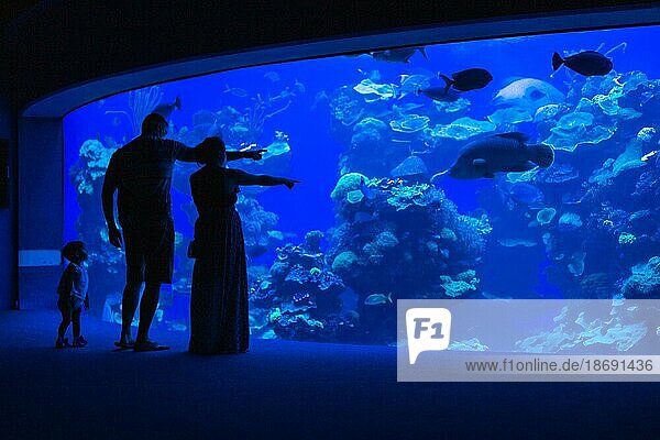 Silhouette von Eltern  die der kleinen Tochter Fische in einem Aquarium zeigen