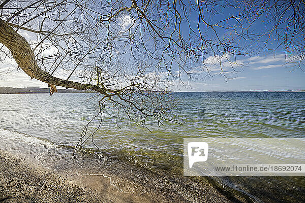 Sonniger Frühlingstag am Ufer des Selenter Sees (Kreis Plön)