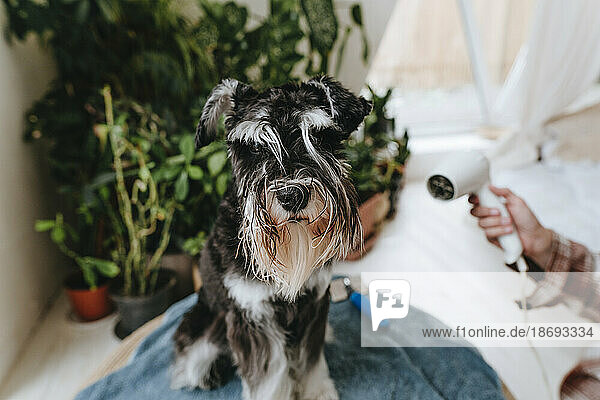 Woman blow drying hair of Schnauzer dog at home