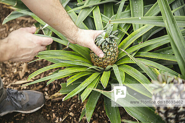 Man harvesting pineapple in greenhouse