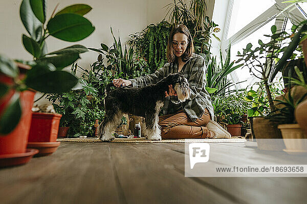 Woman combing hair of Schnauzer dog sitting amidst plants at home