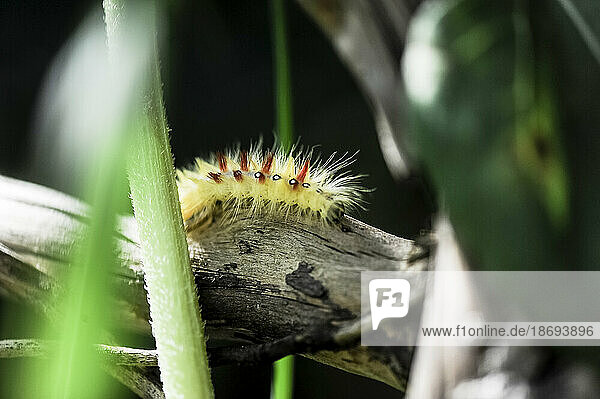 Sycamore (Acronicta aceris) caterpillar crawling on branch