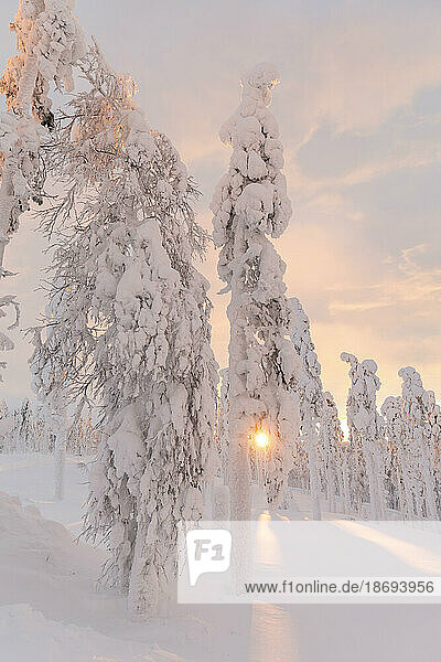 Tall frozen trees in snowy landscape