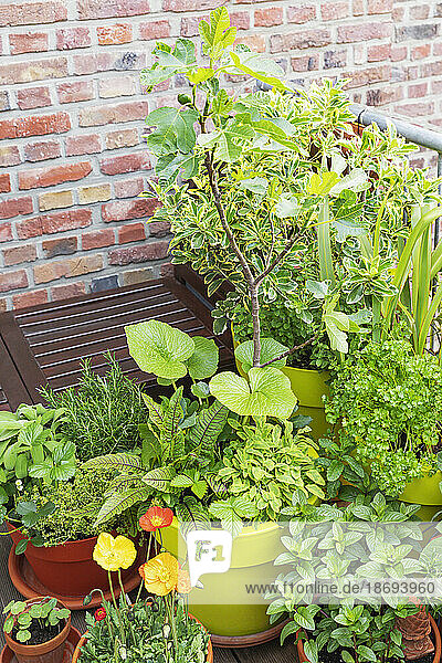 Green herbs cultivated in balcony garden