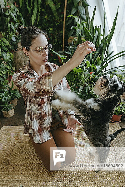 Woman giving training to Schnauzer dog kneeling on rug at home
