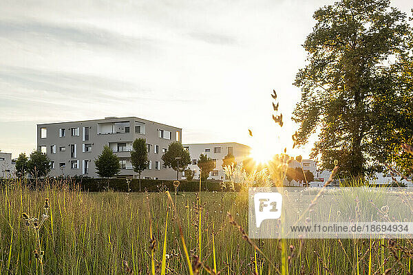 Deutschland  Bayern  Augsburg  Hohes Gras vor neuen modernen Wohnhäusern bei Sonnenuntergang