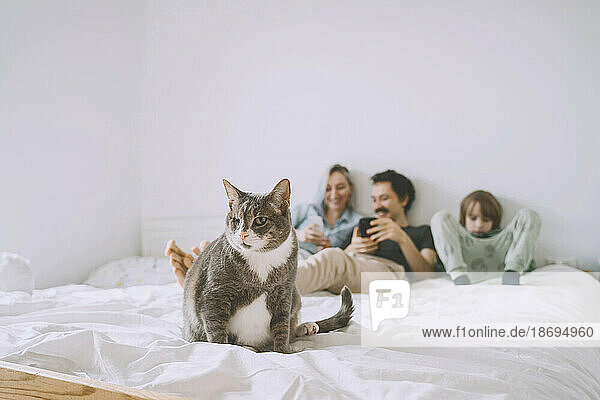 Katze sitzt mit Familie im Bett und nutzt Smartphone im Hintergrund zu Hause
