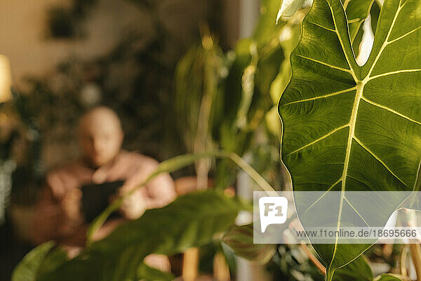 Frisches grünes Pflanzenblatt zu Hause mit Mann im Hintergrund