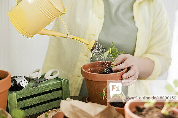 Woman watering strawberry seedlings in terracotta pot