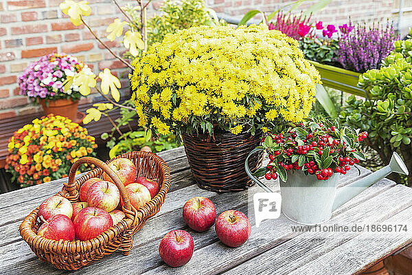 Blühende Chrysanthemen  orientalische Teebeeren und reife Äpfel liegen auf dem Balkontisch