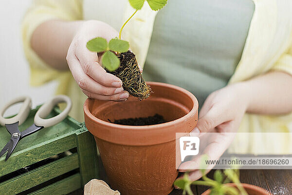 Woman planting strawberry seedlings in terracotta pot
