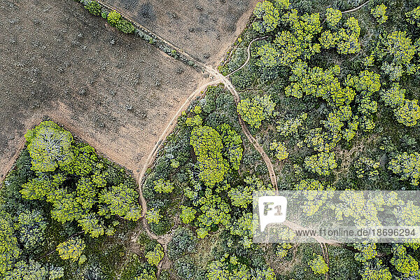 Spain  Balearic Islands  Formentera  Drone view of green trees surrounding empty field
