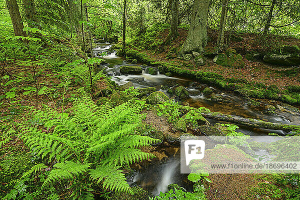 Germany  Bavaria  Long exposure of Kleine Ohe stream in Bavarian Forest National Park