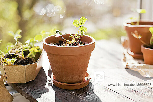 Strawberry seedlings and terracotta pots in sunlight