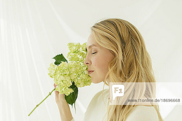 Frau mit geschlossenen Augen riecht Hortensienblüten vor einem durchscheinenden Vorhang