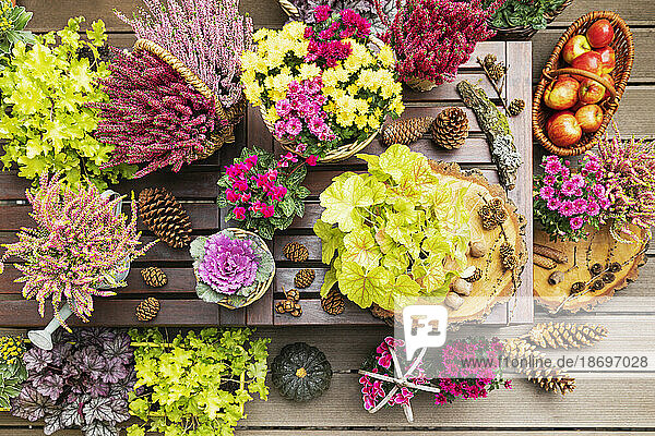Kürbisse  Tannenzapfen  Äpfel und Herbstblumen im Topf