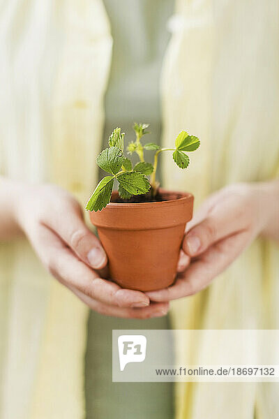 Woman holding planted strawberry seedlings in terracotta pot