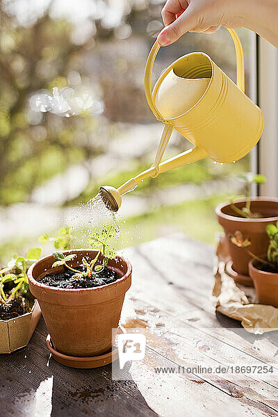 Woman watering planted strawberry seedlings in terracotta pot