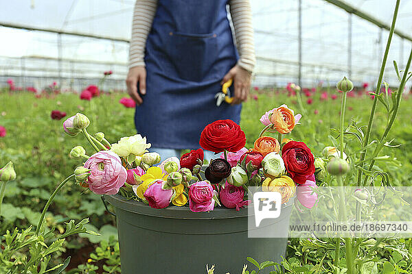Colorful Ranunculus in bucket at greenhouse