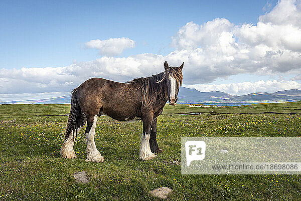 Portrait of a horses (Equus caballus) standing in a grassy field along the Maharees on the Dingle Peninsula on the Atlantic Coast; County Kerry  Ireland