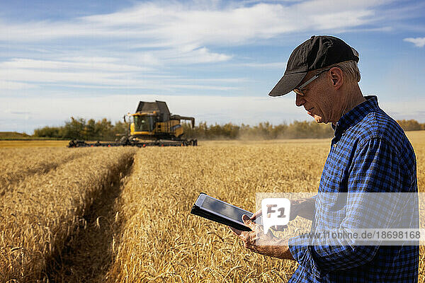 Farmer using a tablet to manage his grain harvest with harvesting equipment working in the background; Alcomdale  Alberta  Canada