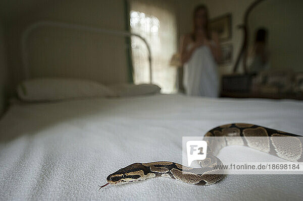 Young woman looks at a Ball python (Python regius) on a bed in a bedroom; Lincoln  Nebraska  United States of America