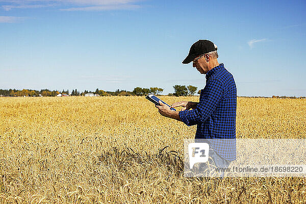 Farmer using a tablet to manage his harvest while standing in a fully ripened grain field; Alcomdale  Alberta  Canada
