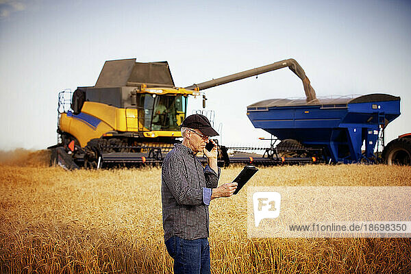 Farmer using a tablet to manage his harvest and talking on his cellphone with a combine offloading to a grain buggy in the background; Alcomdale  Alberta  Canada