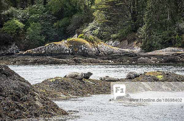 Group of Harbour Seals (Phoca vitulina) resting on the rocks on the shoreline of Garnish Island in Bantry Bay; West Cork  Ireland