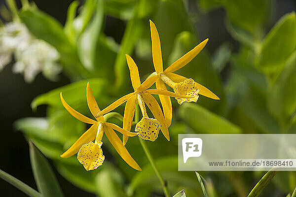 Close up of BC Yellow Bird Orchids (Brassocattleya Yellow Bird); Maui  Hawaii  United States of America