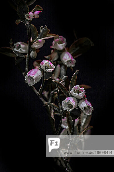 Wild plant with blossoming bell flowers against a black background; Digby  Nova Scotia  Canada