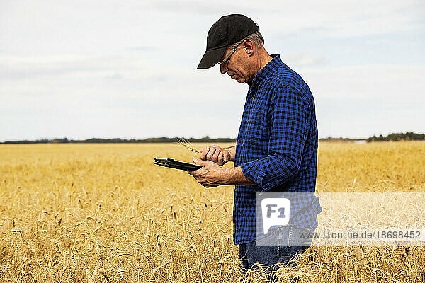 Farmer using a tablet to manage his harvest while standing in a fully ripened grain field and checking on the status of the wheat heads; Alcomdale  Alberta  Canada