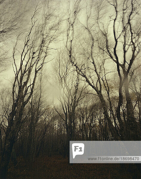 Spooky denuded forest with stormy skies above; Nantucket Island  Massachusetts  United States of America