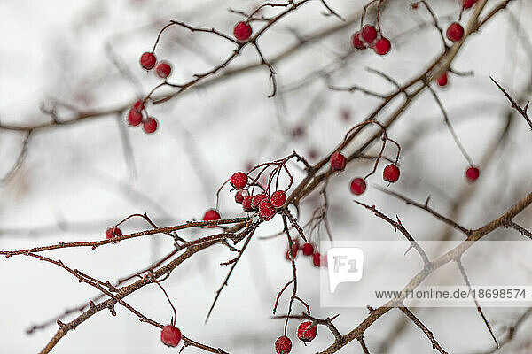 Frosty red berries on a tree in winter; British Columbia  Canada