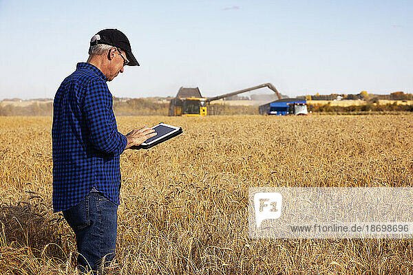 Farmer using a tablet to manage his grain harvest with a combine offloading wheat to a grain buggy in the background; Alcomdale  Alberta  Canada