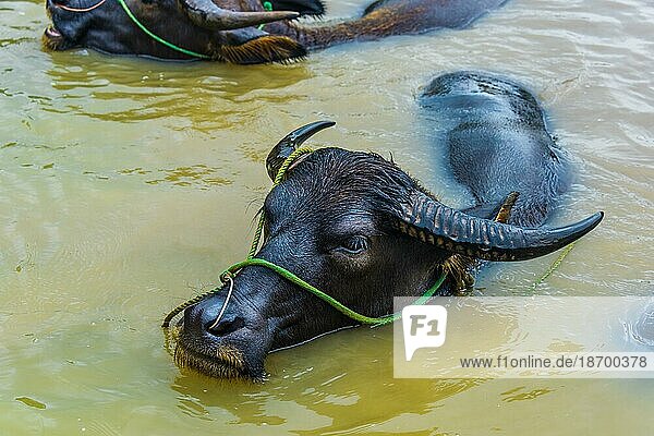 Asiatische Wasserbüffel beim Chillen im See in Ninh Binh  Vietnam  Asien