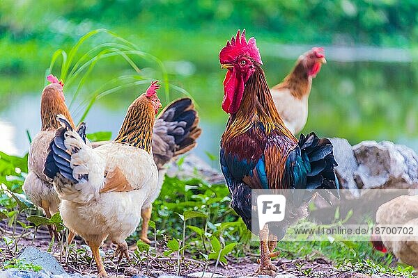 Hahn und Hühner auf einem Geflügelhof mit Freilandhaltung