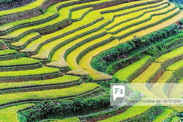 Landscape view of rice fields in Mu Cang Chai District  Yen Bai Province  North Vietnam