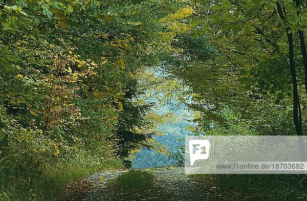 Herbstlicher Waldweg Germany  Deutschland  Europa